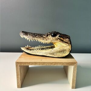 American Alligator Head (Decor)